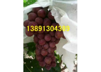 陜西紅提葡萄產(chǎn)地，滬太葡萄，克倫生葡萄產(chǎn)地價(jià)格