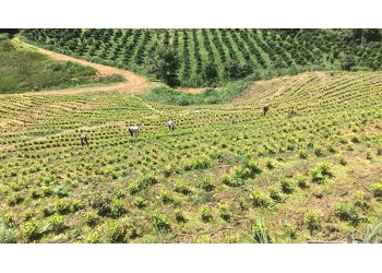 眾扶發展，眾扶農業，茶園加盟