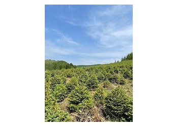 50公分營養(yǎng)杯樟子松樹苗，70公分青白扦云杉樹苗